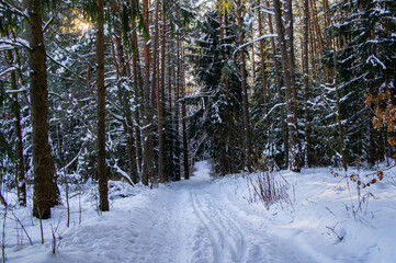 Fototapeta premium Coniferous winter forest with snowy road by day