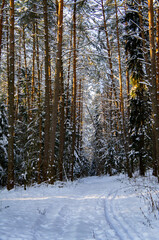 Coniferous winter forest with snowy road by day
