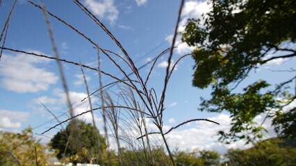 青空と茅花