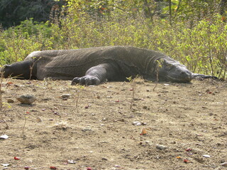 Fototapeta premium Travel in Komodo Island