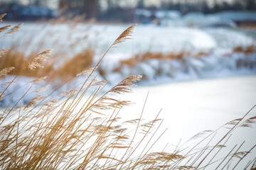 Fototapeta premium Common reed in the winter next to an frozen pond with ice and snowy banks