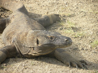 Travel in Komodo Island