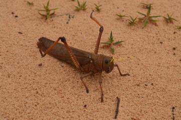 Grasshopper