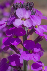Fototapeta na wymiar Erysimum flowers