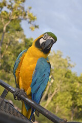 Blue and yellow macaw