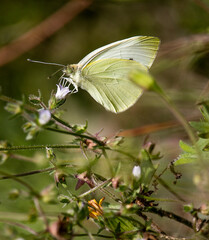 a butterfly collecting pollen