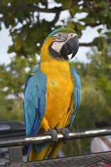 Typical Brazilian bird