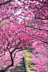 今帰仁城跡の寒緋桜