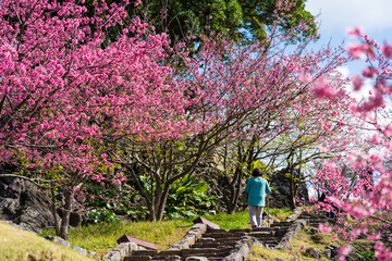 今帰仁城跡の寒緋桜