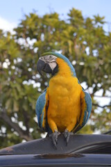 A typical bird from Brazil.