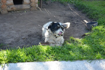 The dog is guarding the house. A white dog lies near his booth. A pet walks outside the house in the open air.