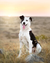 Dog in nature sits on the grass and smiles at sunset