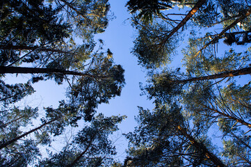 The tops of coniferous trees in the forest