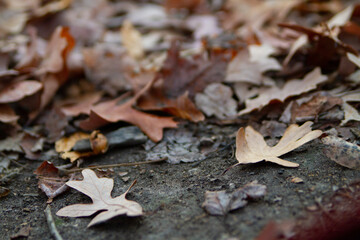 leaves