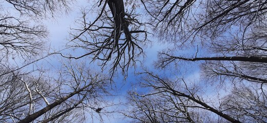 trees in the sky
