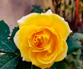 yellow rose in garden