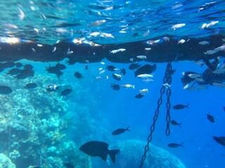 Obraz premium underwater scene with fishes