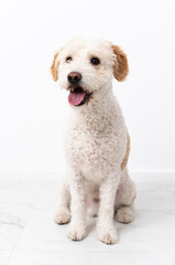 Young dog isolated on white background