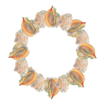 Watercolor frame sea shells on white background, Watercolor frame,  sea shells , white background watercolor wreath shells, clipart sea life