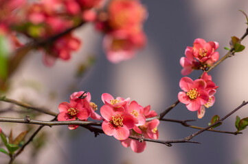 Fototapeta na wymiar Chaenomeles japonica japanese maules quince flowering shrub, beautiful pink flowers in bloom on springtime branches