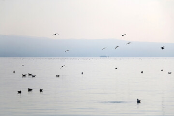 Seagulls at the sea. Picturesque landscape in Split, Croatia.