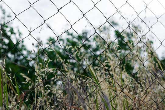 fence and grass