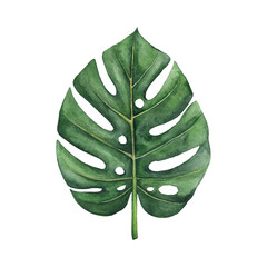 Watercolor tropical palm leaf. Green monstera leaf isolated on white background. 