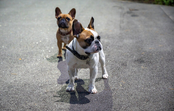 cute buldogs in evening park in artificial light 