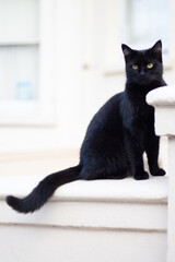 black_cat_brighton_06