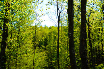 Scenic forest of fresh green deciduous trees framed by leaves, with the sun