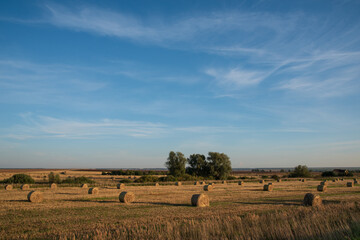 Obraz premium rural landscape with trees and hay