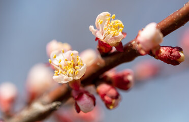 Blooming bud with flowers on an apricot in spring.