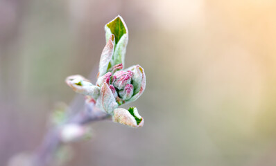 Blooming bud on an apple tree in spring.