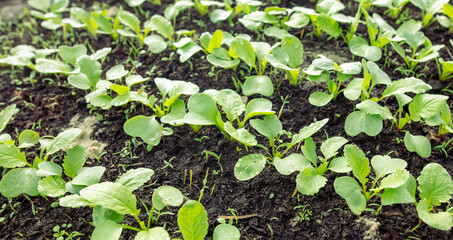 Small sprouts of radish in the ground