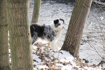 Fototapeta premium Border collie dog in the winter