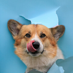 funny face of a corgi dog peeks out of the hole of a torn paper poster and licks its nose with its...