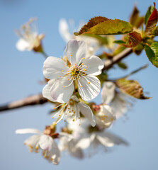 Close up of white flowers on cherry