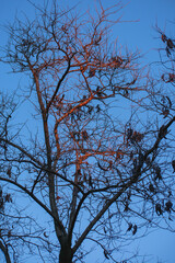 Trees at sunset in a park in Madrid