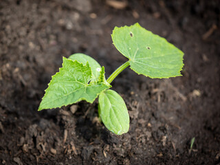Cucumber sprout in the spring.