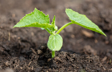 Cucumber sprout in the spring.
