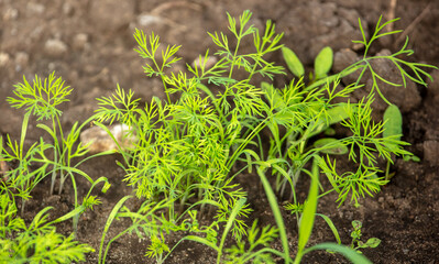 Dill bunches grow in the ground