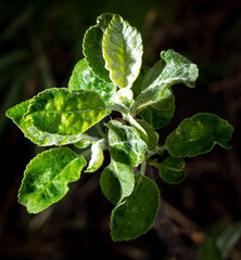 Green leaves on the branches of an apple tree in spring.
