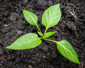 Paprika seedlings in the ground in spring.