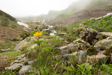 Yellow flower Pulsatilla aurea in the mountains.