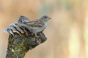 Pardal, é atualmente a especie de ave com maior distribuição geografica no mundo.