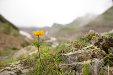 Obraz premium Yellow flower Pulsatilla aurea in the mountains.