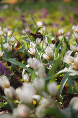 Wild steppe tulips Tulipa Biflora blooming on a meadow, First spring flowers, sunny evening