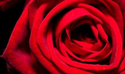 Red rose flowers as background.