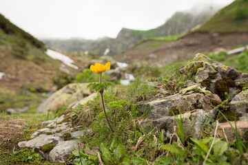 Yellow flower Pulsatilla aurea in the mountains.