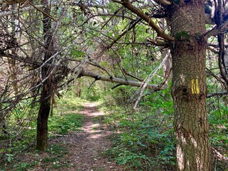 Yellow Blaze marker on the Ice Age Trail